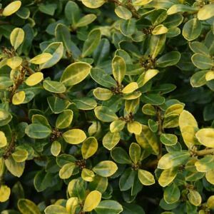 Ilex crenata 'Golden Gem' (f/v) 30-40 cm